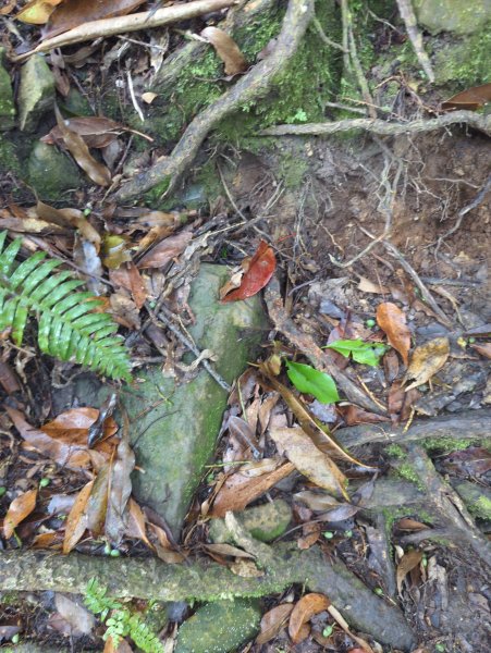 2025.07.05－高島縱走2828199