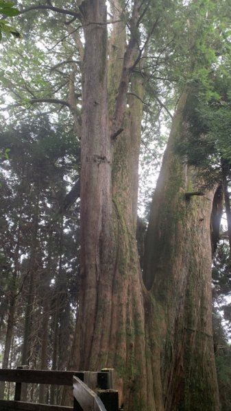 檜山巨木群步道2324159