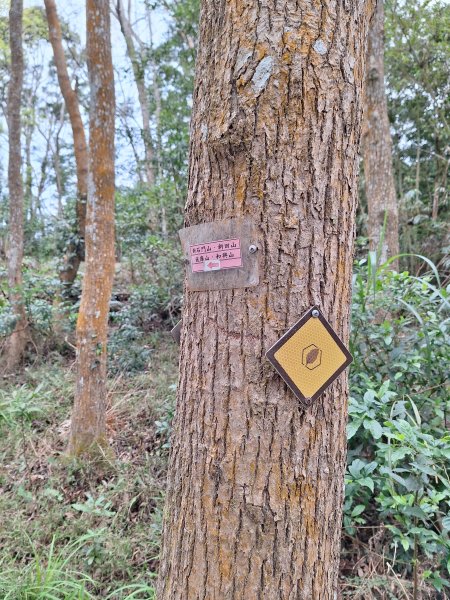 樟之細路RSA45(協雲宮至沖庫山來回)+和興山202501312702846