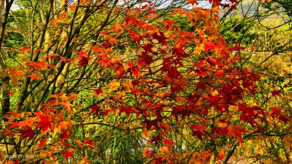 #花卉試驗中心 #永公路500巷 #平菁街42巷 #原住民公園 #士林官邸 1/42980388