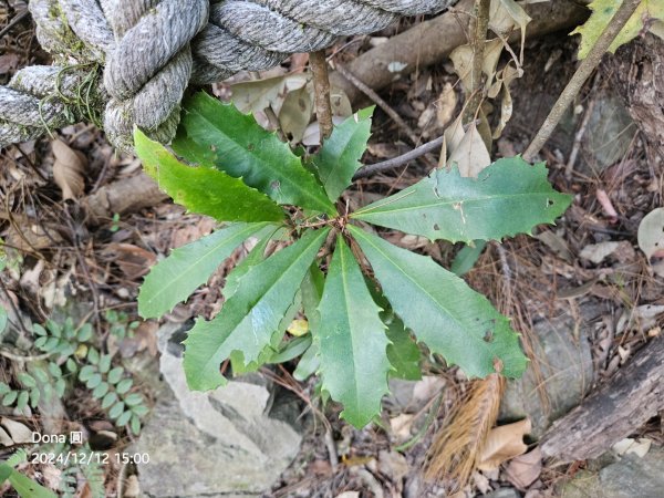 【谷關七雄】波津加(H1771.6m)肉腳配速成功2670519