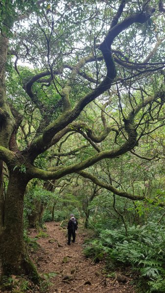 2026-0116 大屯三山_貴子坑_北投2984764