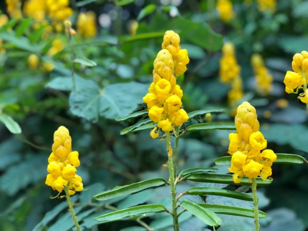 達娜伊谷走里美避難歩道、巨石坂步道690771