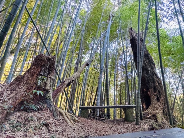 九穹神木 左訪嘉南雲峰 右到好望角看風景上石壁山(小百岳#55)2944841