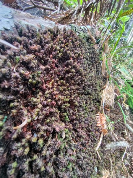 守關山南峰 守關山 守城大山2919175