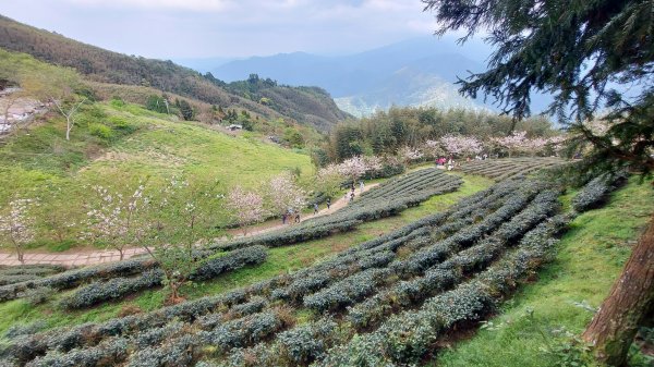 111/03/13新竹五峰天際線：鵝公髻山(第一登山口上、山上人家下)1649589