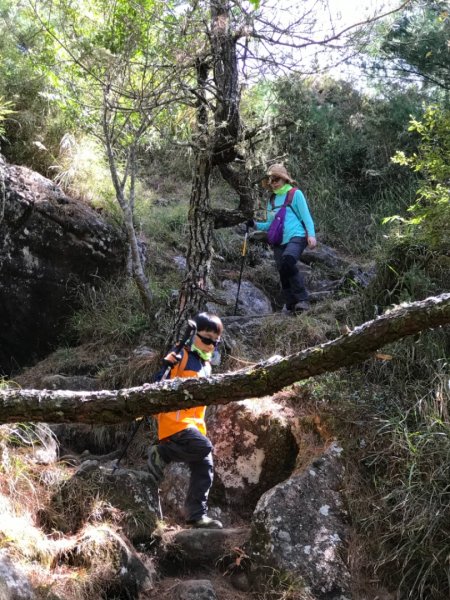 無敵展望高山杜鵑增色的東埔山560658