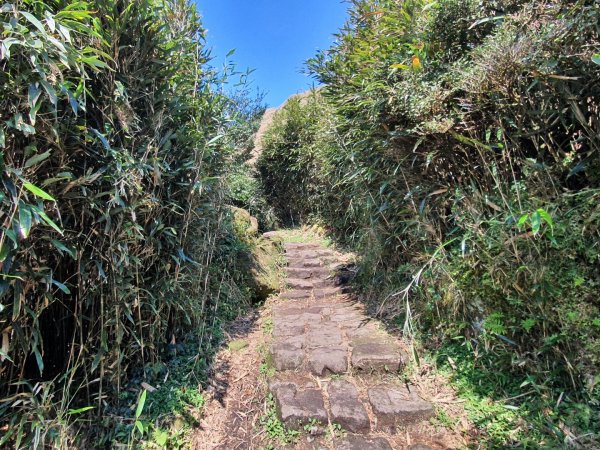 七星山主、東峰登山步道（小百岳）1275238