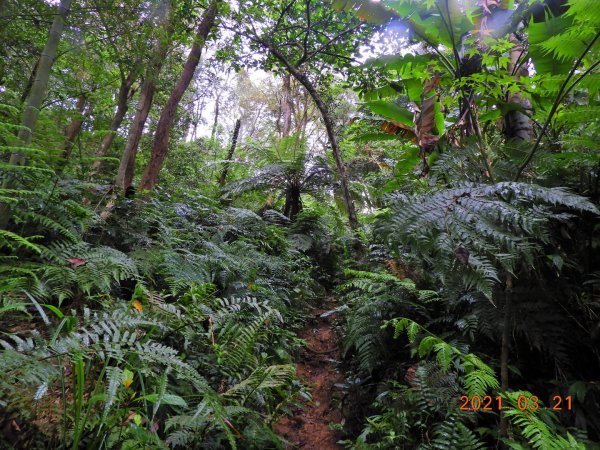 桃園 大溪 金面山、金山面山1315347