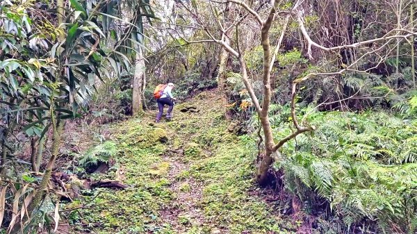 (姨婆趴趴走)第二集:桃園金牌縱走，攀登金平山、金平山南峰、牌子山，順道造訪三民蝙蝠洞2105045