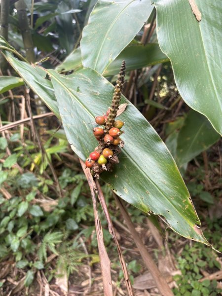 20251122大湖尖山步道(啟登直上第三涼亭)2944517