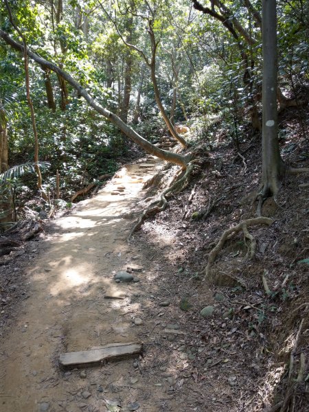 新竹飛鳳山(中坑山)小百岳880240