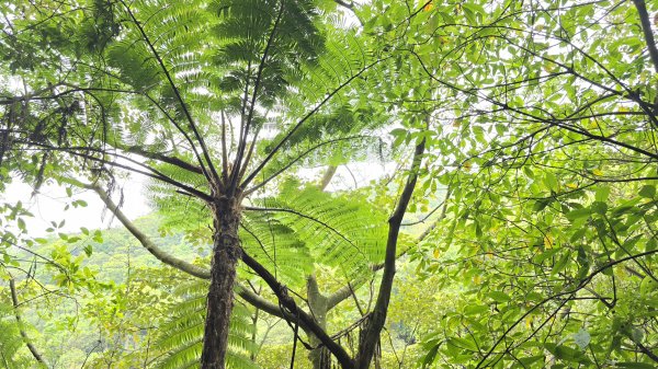 開箱猴崁古道，陽明山秘境，全新完工草山觀瀑吊橋2766371