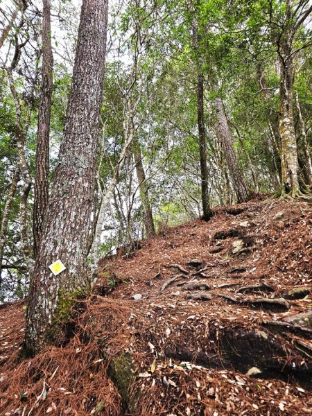 波津加山-谷關七雄(老四)3015175