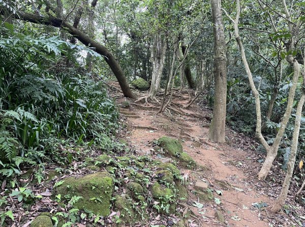 [微笑山線_第一段] 2025_0720 大棟山系_鎮遠山2843563