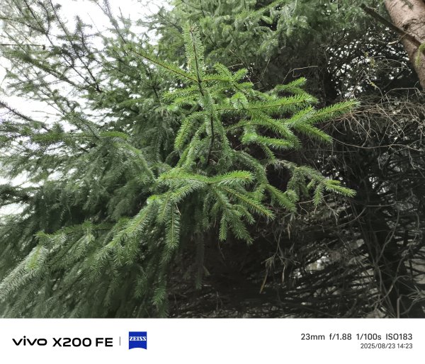 [玉山尋寶任務-05/12] 2025_0823 塔塔加步道(大鐵杉登山步道)2869656