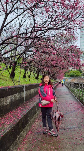 東湖樂活公園→內溝溪步道→五分埤生態濕地→內溝溪生態展示館、花博公園圓山園區→撫順公園3031609