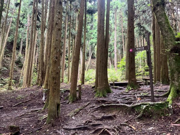 新竹 五峰 觀霧國家森林遊樂區 觀霧瀑布步道+賞鳥步道2811437