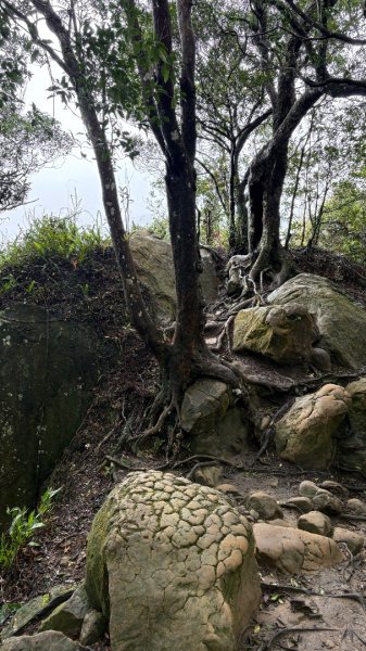 迎新（2026元旦2975568