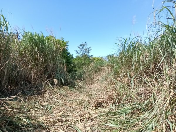 雙溪區坪溪古道-蛇仔崙-鶯子嶺-太和山-蛇子頭觀景台-梗枋越嶺古道鞍部-坪溪古道O型3029754