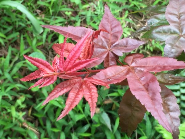 2019土城桐花571826