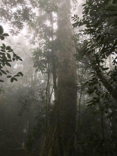 尋訪鳶嘴西稜香杉與桂竹袐境長壽山大崠山封面