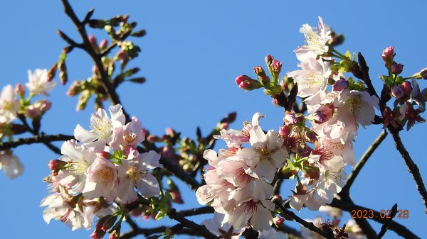 追花是簡單的快樂，賞花是恬淡的幸福。2/282045053