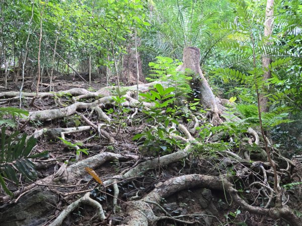 美濃雙溪樹木園（九芎林山）2652552