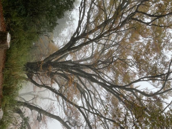 太平山山毛櫸步道～～雨天迷霧1517068