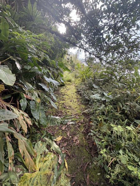 20251122大湖尖山步道(啟登直上第三涼亭)2944506