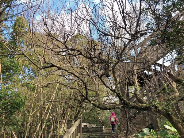 ~ 中 正 山 步 道 ~2782718