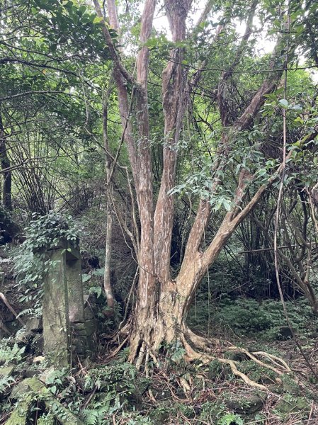 中坑古道西線(張家古厝)2899244