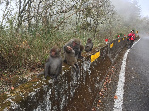 20181230第十百岳歲末驗收玉山主峰496469