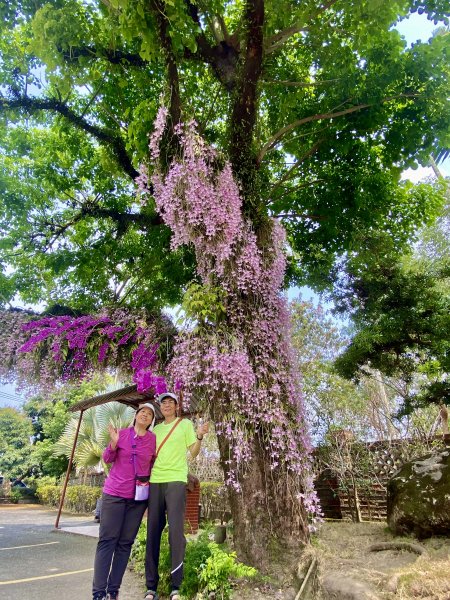 嘉義賞花趣--天宮石斛花瀑、竹崎公園花旗木    2021/4/141349429