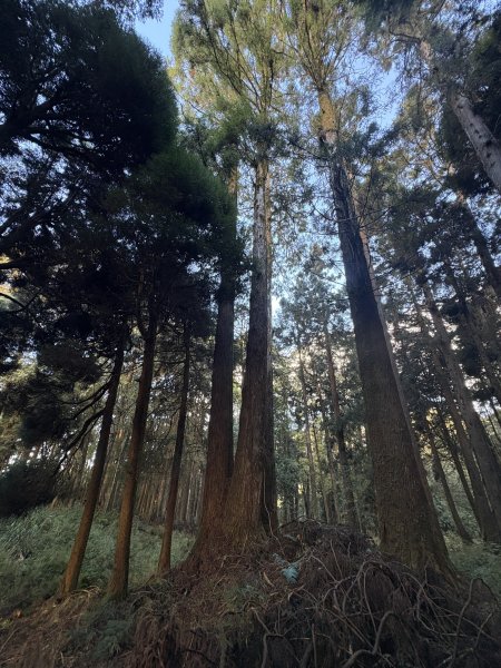 20251225塔山步道(大塔山)2970308