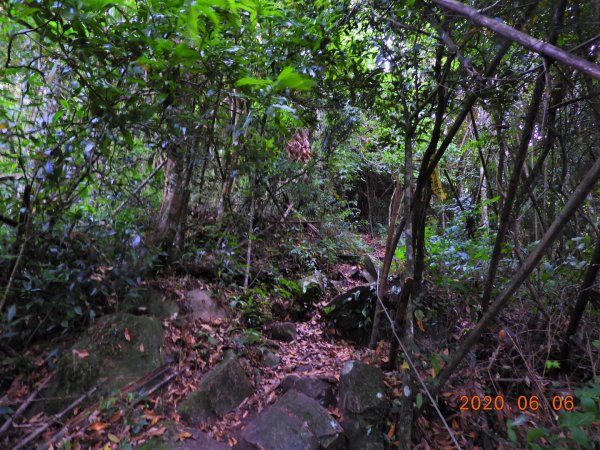 新竹 五峰 鳥嘴山、鵝公髻山986648