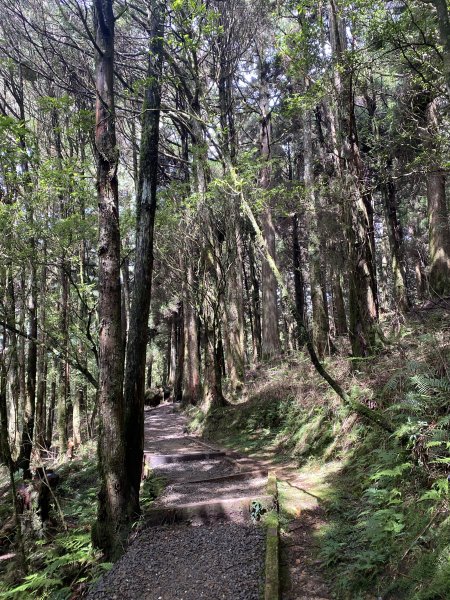 阿里山水山療癒步道3064223