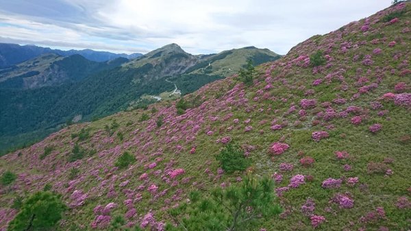 合歡山北峰 紅毛杜鵑611404