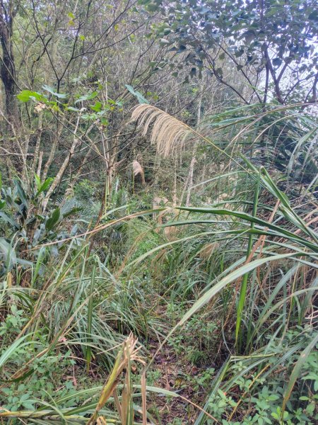 鳳鳴古道 鳳鳴山 南隘勇（南長城）古道 三湖山 八達嶺（龍骨）古道 綠色古道 延平古道2975299