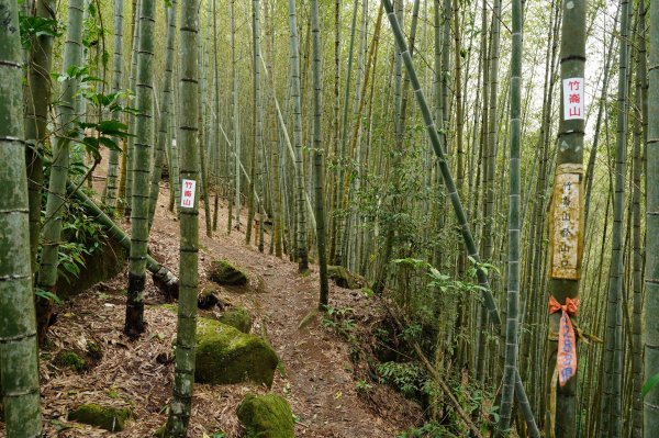 南投 鹿谷 溪頭山、竹崙山、志騰山2730641