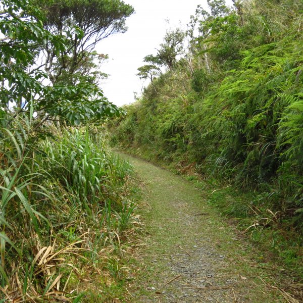 春日-浸水營古道-加羅坂544865