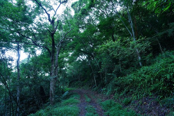 苗栗 泰安 南坑山2808586