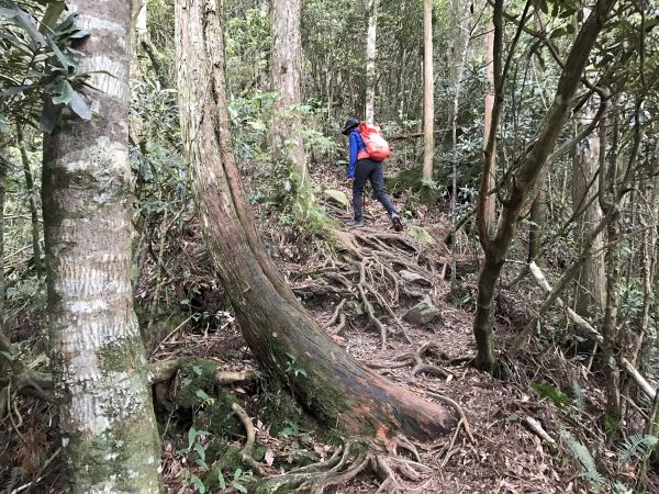 登橫嶺山環走自然步道118225