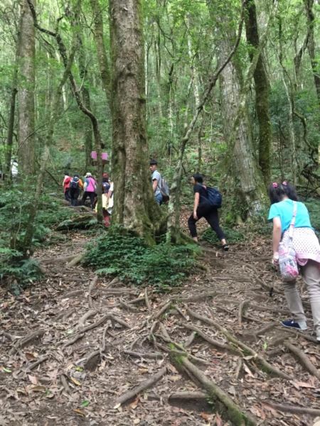 尖石鄉神木群B區386510