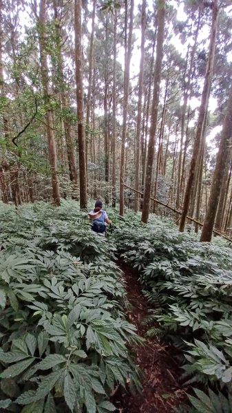 【苗栗南庄】向天湖山光天高山小O繞2933166