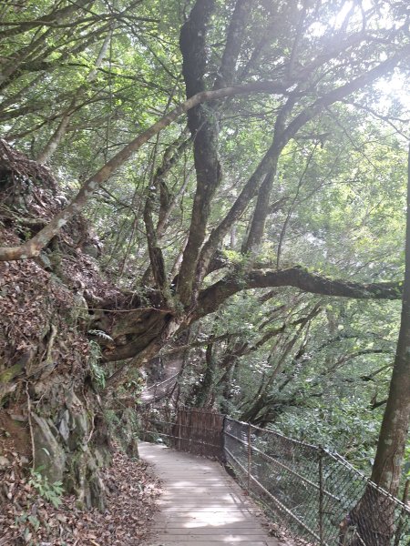 司馬庫斯神木步道順遊司立富瀑布11508023116745