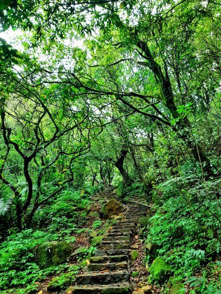 走遍陽明山：擎天崗系｜迷霧中的草原祕境、古道幽境2123770