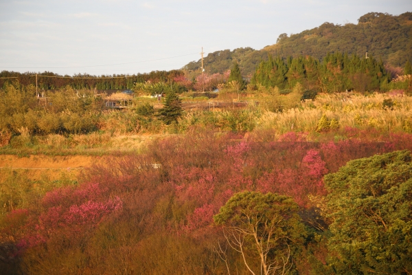 平菁街42巷11929