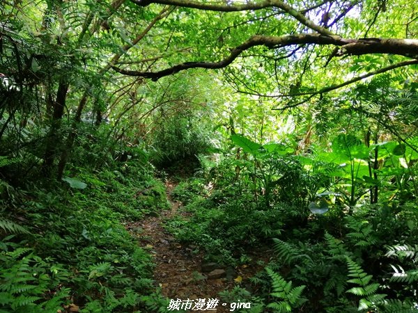 【桃園。大溪】療癒的綠色山徑。 小百岳集起來。編號23小百岳-溪洲山