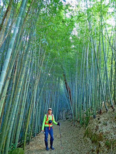 竹林饗宴--瑞太古道登雲戴山順走九芎坪山493561